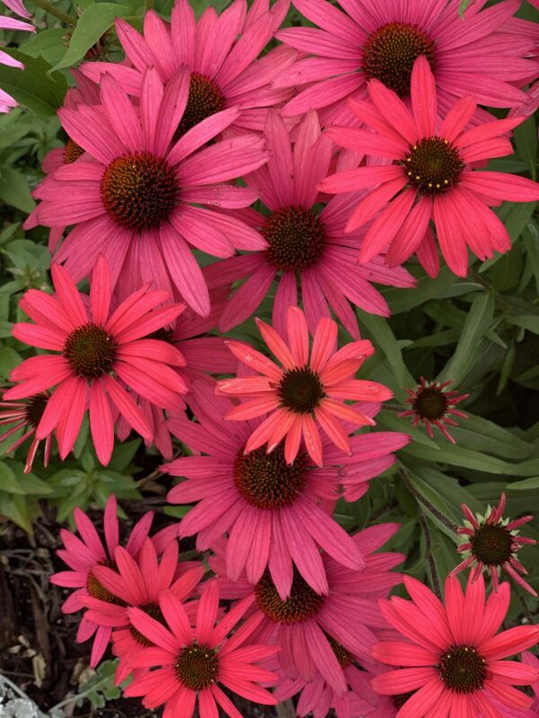 echinacea kismet raspberry jardinpro 2