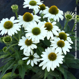 echinacea kismet white plantselect