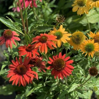 echinacea purpurea cheyenne spirit 3