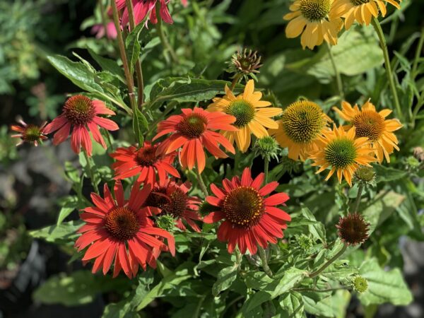 echinacea purpurea cheyenne spirit 3