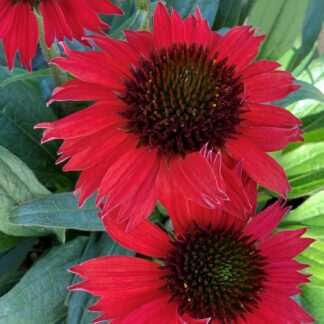 echinacea purpurea kismet red jardinpro 3