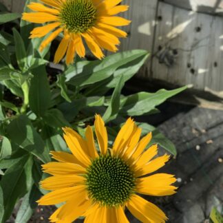 echinacea purpurea kismet yellow jardinpro