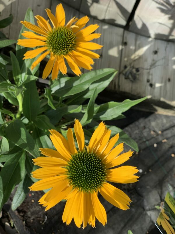 echinacea purpurea kismet yellow jardinpro