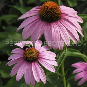 echinacea purpurea magnus plantselect