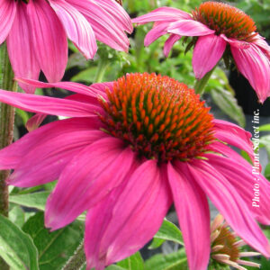 echinacea purpurea pow wow wild berry plantselect