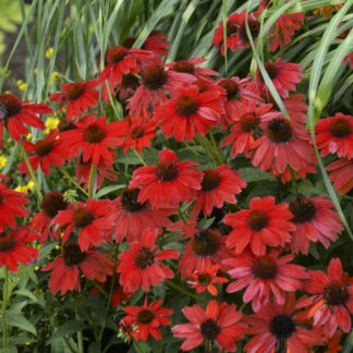 echinacea purpurea sombero salsa red proven winner