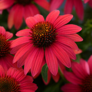 echinacea sombrero baja burgundy proven winners