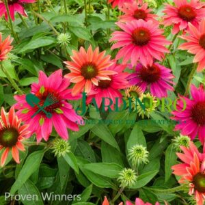 echinacea sombrero tres amigos proven winners