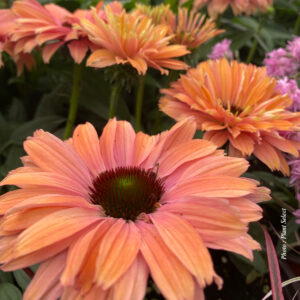 echinacea sunseekers rainbow plantselect