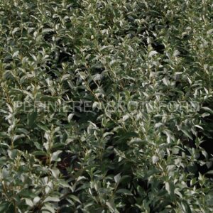 eleagnus angustifolia quick silver abbotsford