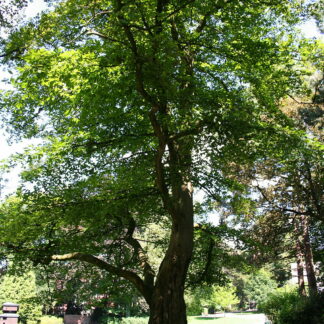 fagus grandifolia jean pol grandmont cc by 3.0 wikimedia commons