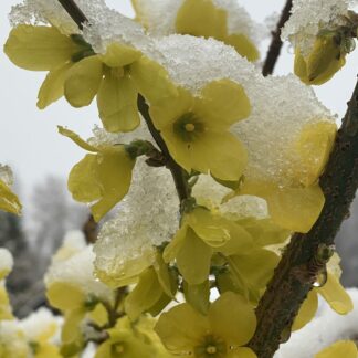 forsythia x intermedia week end jardinpro 1