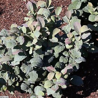 fothergilla major blue shadow david j. stang cc by sa 4.0 wikimedia commons