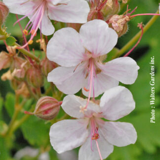 geranium cantabrigiense biokovo plantselect