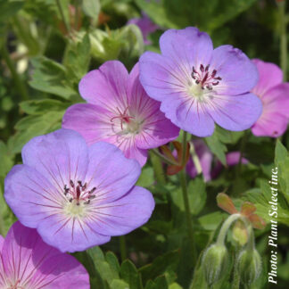 geranium rozanne plantselect