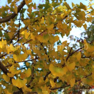 ginkgo biloba abbotsford