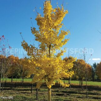 ginkgo biloba princeton sentry abbotsford