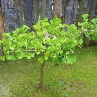 ginkgo biloba sur tige