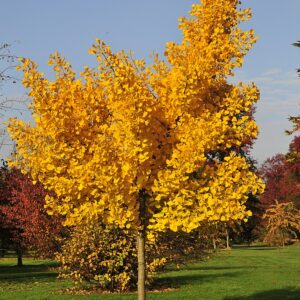 ginkgo biloba autumn gold homoarborea cc by sa 4.0 via wikimedia commons