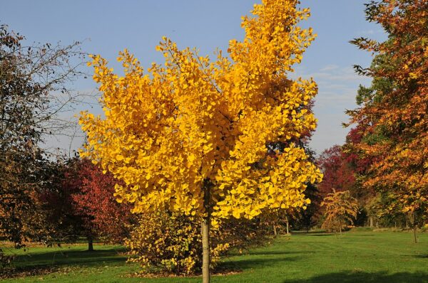 ginkgo biloba autumn gold homoarborea cc by sa 4.0 via wikimedia commons