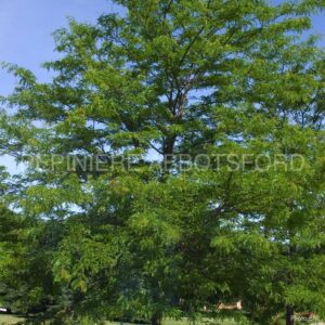 gleditsia triacanthos shademaster abbotsford