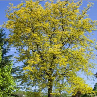 gleditsia triacanthos sunbusrt abbotsford