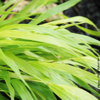 hakonechloa macra all gold plantselect