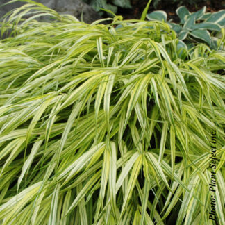 hakonechloa macra aureola plantselect