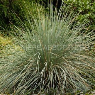 helictotrichon sempervirens abbotsford