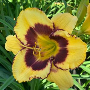 hemerocallis calico jack jardinpro 1