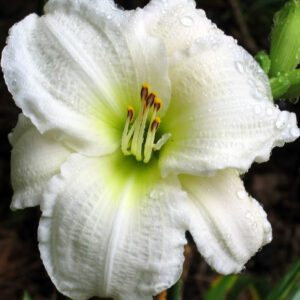 hemerocallis gentle shepherd plantselect