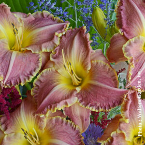 hemerocallis judu judy plantselect