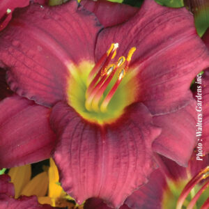 hemerocallis pardon me plantselect