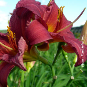 hemerocallis purple doro plantselect