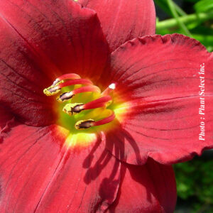 hemerocallis ruby doro plantselect