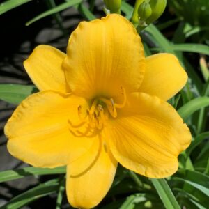 hemerocallis stella doro jardinpro