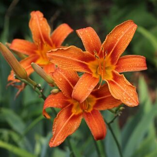 hemerocallis fulva public domain wiki