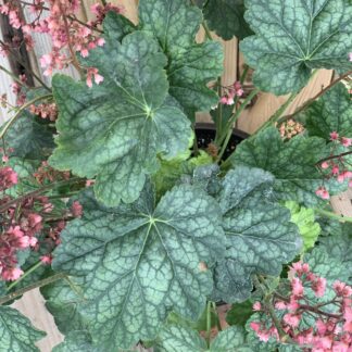 heuchera berry timeless jardinpro 2