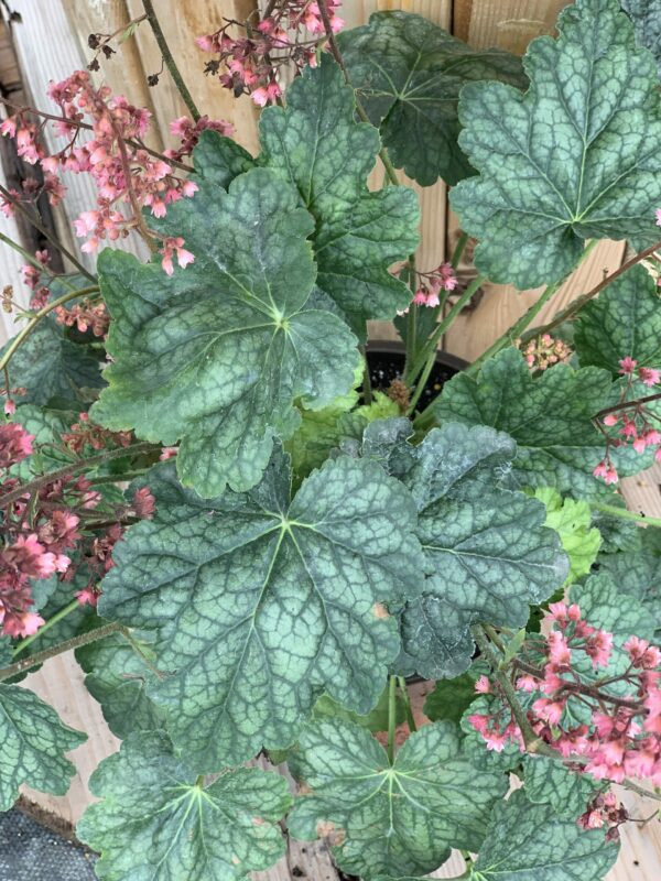 heuchera berry timeless jardinpro 2