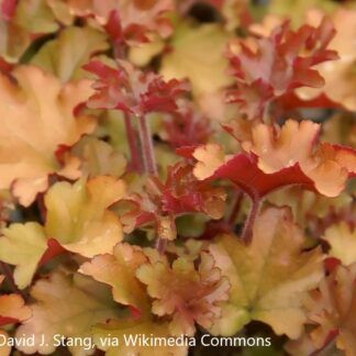 heuchera marmalade david j. stang cc by sa 4.0 via wikimedia commons 1