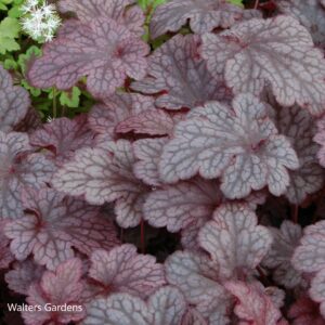 heuchera plum pudding walters gardens