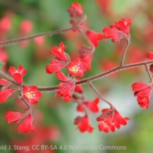 heuchera sanguinea ruby bells david j. stang cc by sa 4.0 wikimedia commons