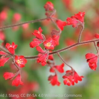 heuchera sanguinea ruby bells david j. stang cc by sa 4.0 wikimedia commons