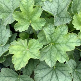 heuchera spearmint jardinpro 1