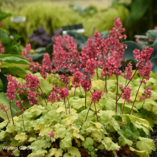 heuchera timeless glow walters gardens