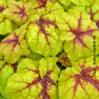 heucherella catching fire plantselect