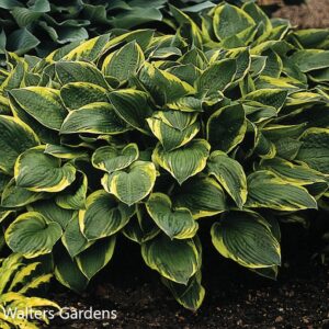 hosta fortunei aureomarginata walters gardens