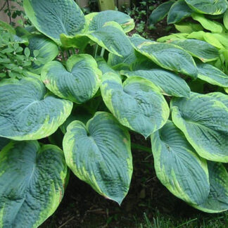 hosta frances williams plantselect