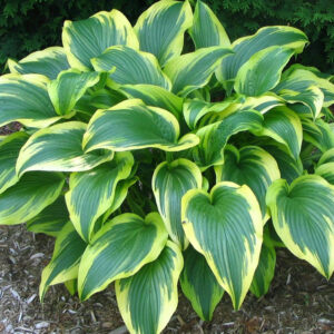 hosta montana aureomarginata plantselect