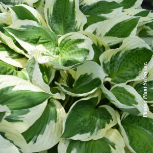 hosta patriot plantselect